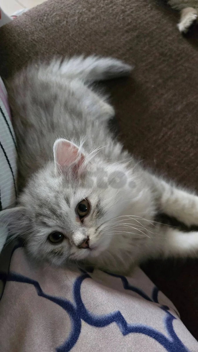 Persian Mix Kittens for Sale
