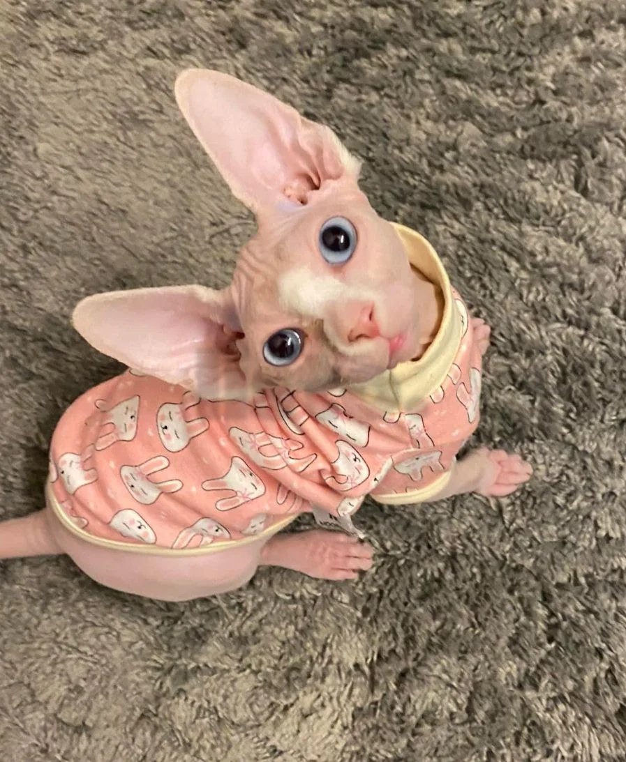 Meet Your New Best Friend – Loving Sphynx Kitten Looking for a Forever Home