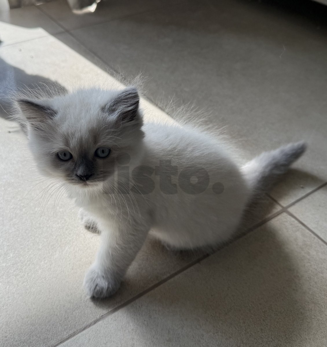 Adorable Fluffy Male Kitten for Sale - Ready for a New Home!