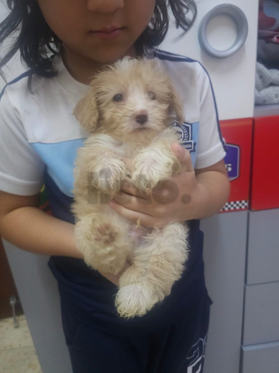 Maltipoo puppy