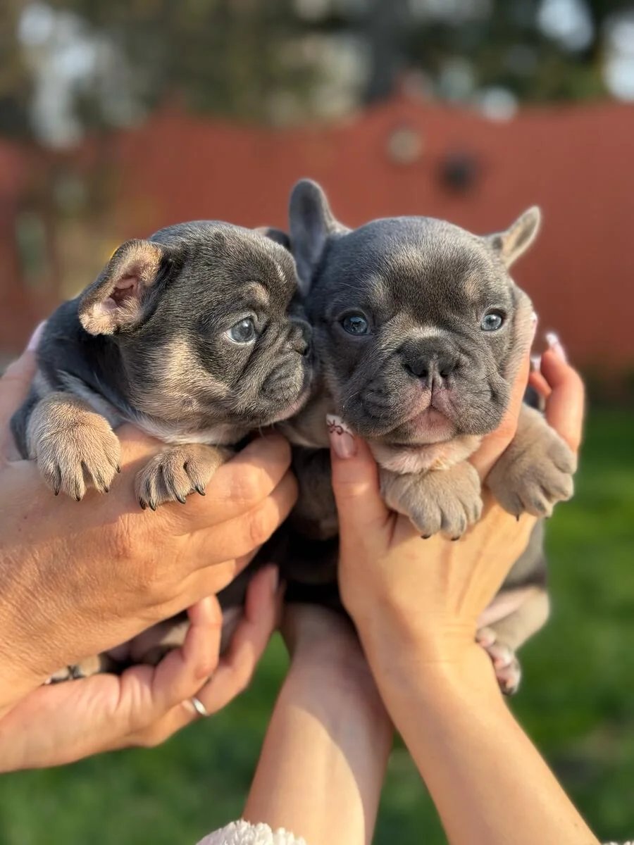 🐶💕 Adorable French Bulldog Puppies Looking for Loving Homes! 💕