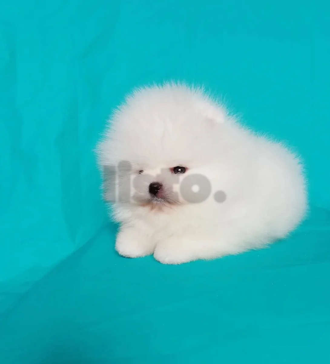 Cute male and female Pomeranian puppies