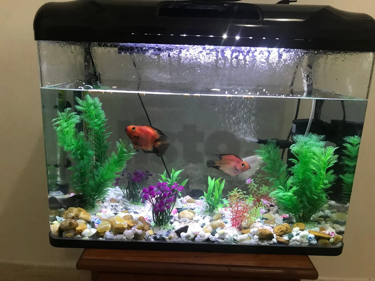 Complete Aquarium Setup