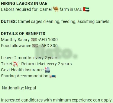 Hiring Laborers for Camel Farm in UAE - AED 1000 Salary + Benefits