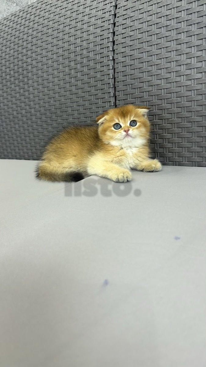 Chinchilla boy kitten