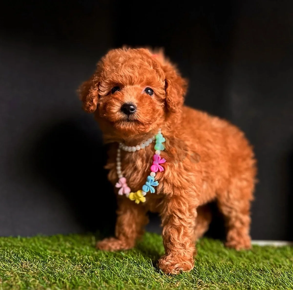 Poodle puppies available for a new home