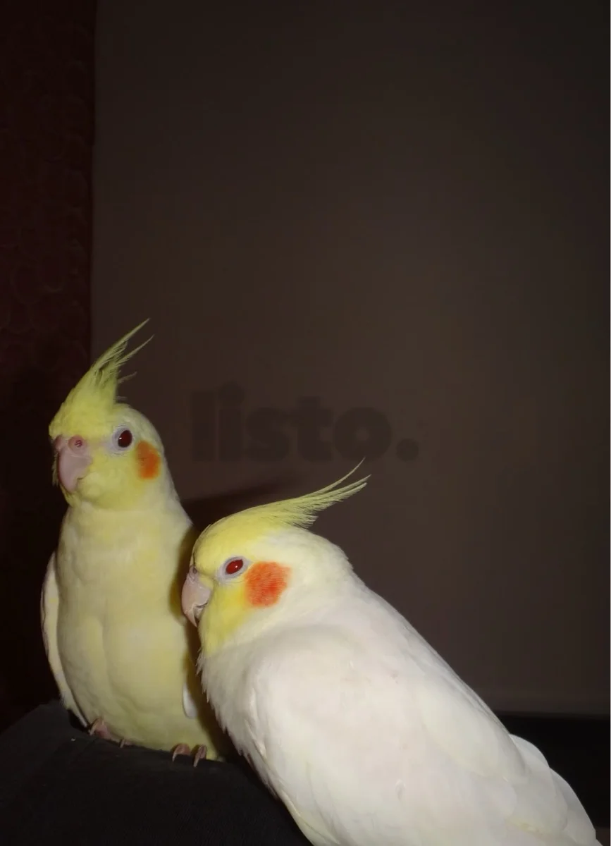 Cockatail for sale hand tame friendly
