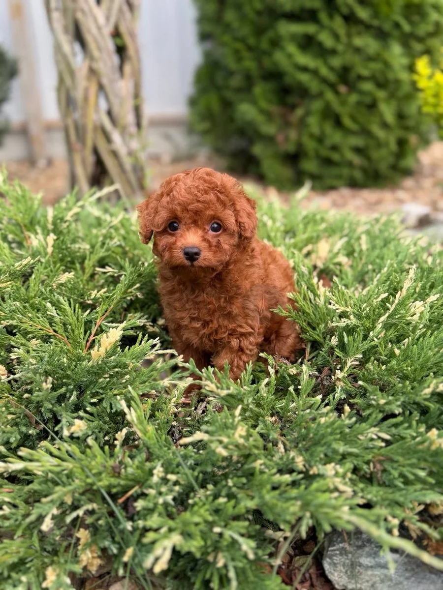 Adorable Male & Female Poodle Puppies Looking for a Loving New Family!