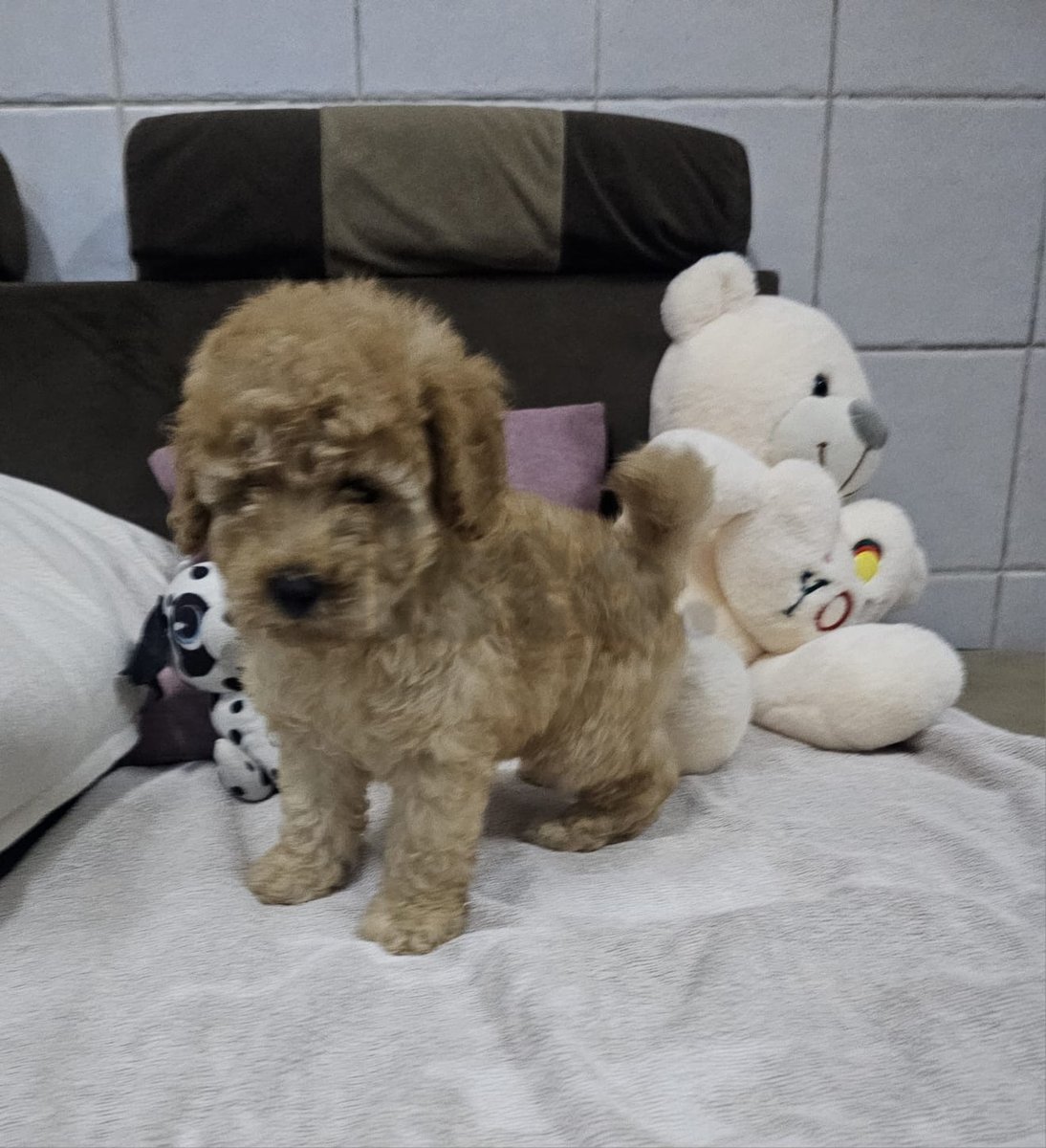 Adorable Toy Poodle Puppy for Sale - Ready for a New Home