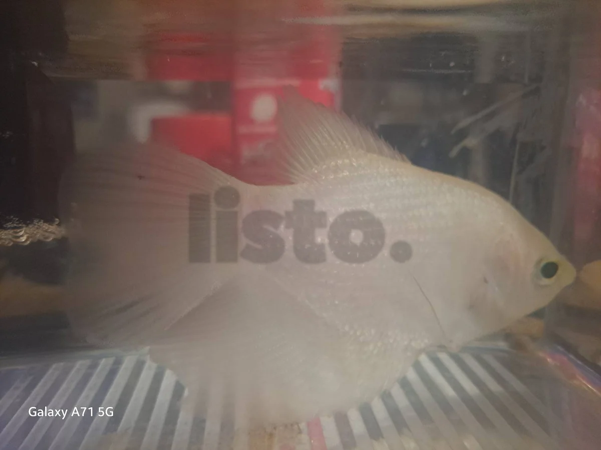 Beautiful Giant Gourami for Sale