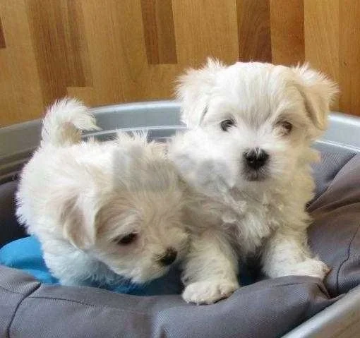 Two Teacup Maltese Puppies Needs a New Family