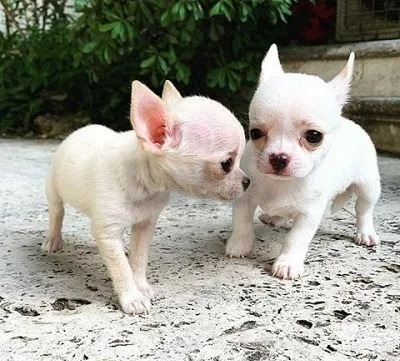 Beautifull Chihuahua Puppies for Rehoming, whatsapp: +97**********