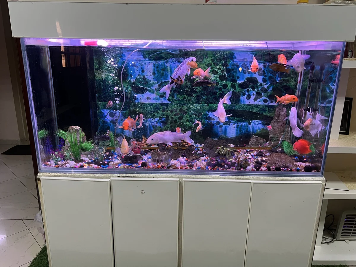 Fish aquarium