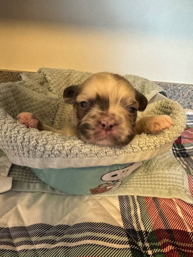 🐾 Beautiful French Bulldog Puppies Available! 🐾