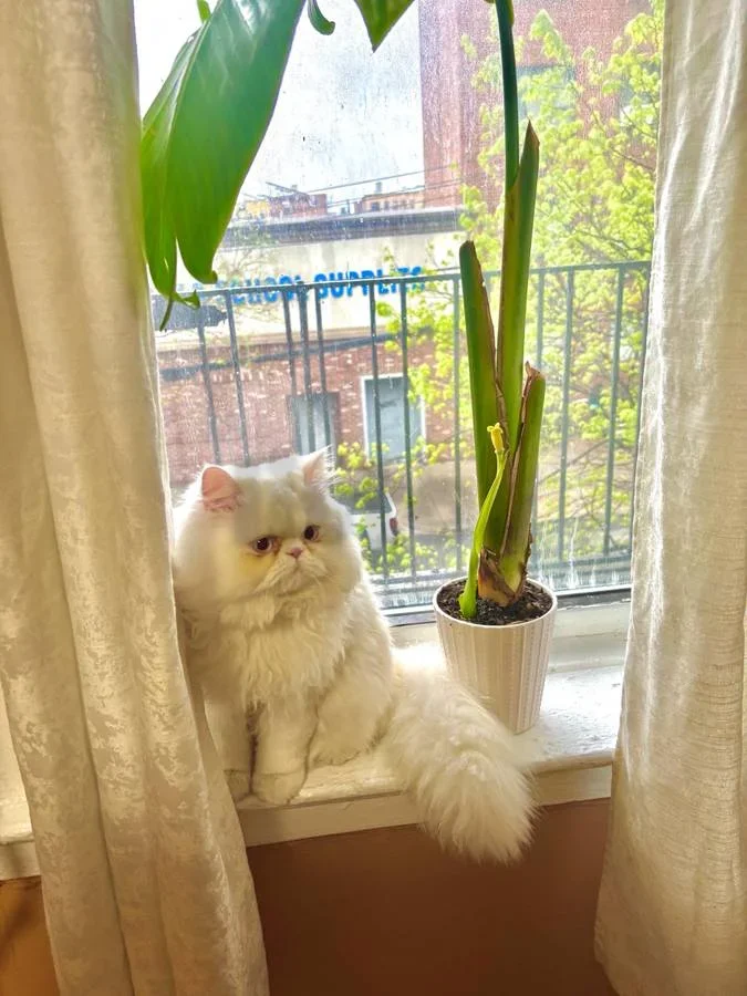 🐱💕 Beautiful Persian Cat Available for Adoption 💕